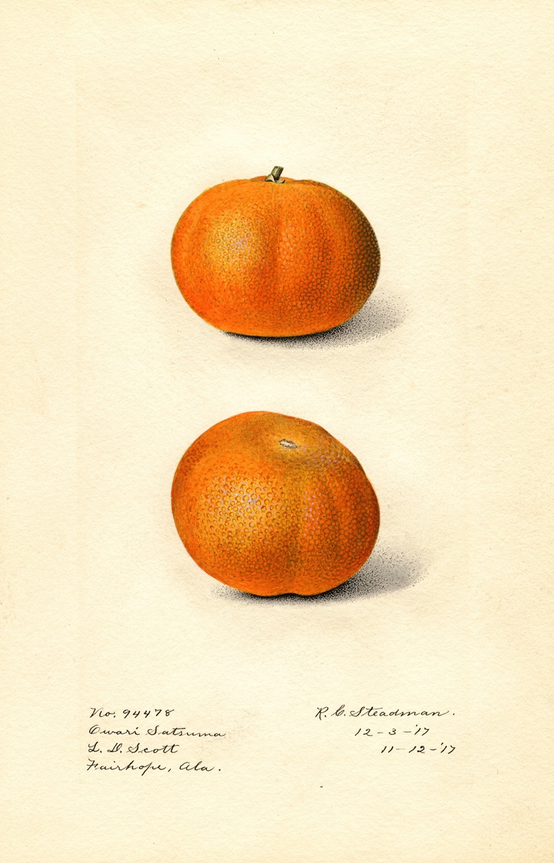 Citrus sinensis: Owari Satsuma by Royal Charles Steadman, 1917 — digital art print download