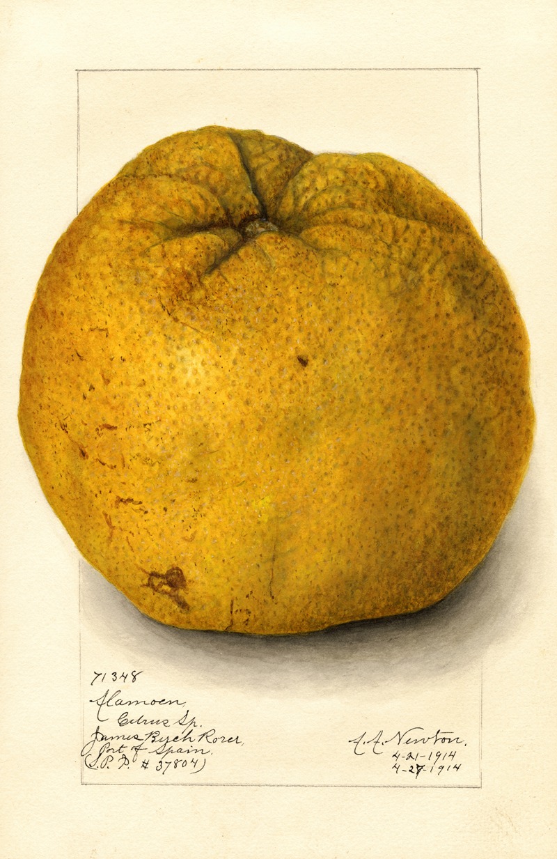Citrus grandis: Alamoen by Amanda Almira Newton, 1914 — digital art print download
