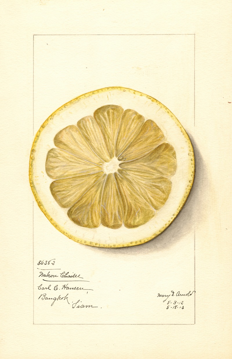 Citrus grandis: Mahon Chaisee by Mary Daisy Arnold, 1912 — digital art print download
