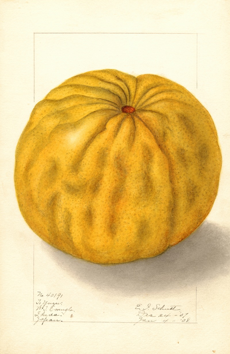 Citrus grandis: To Yuzu — Ellen Isham Schutt