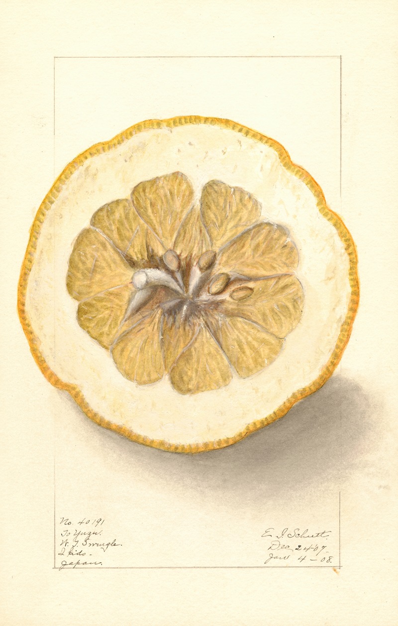Citrus grandis: To Yuzu — Ellen Isham Schutt