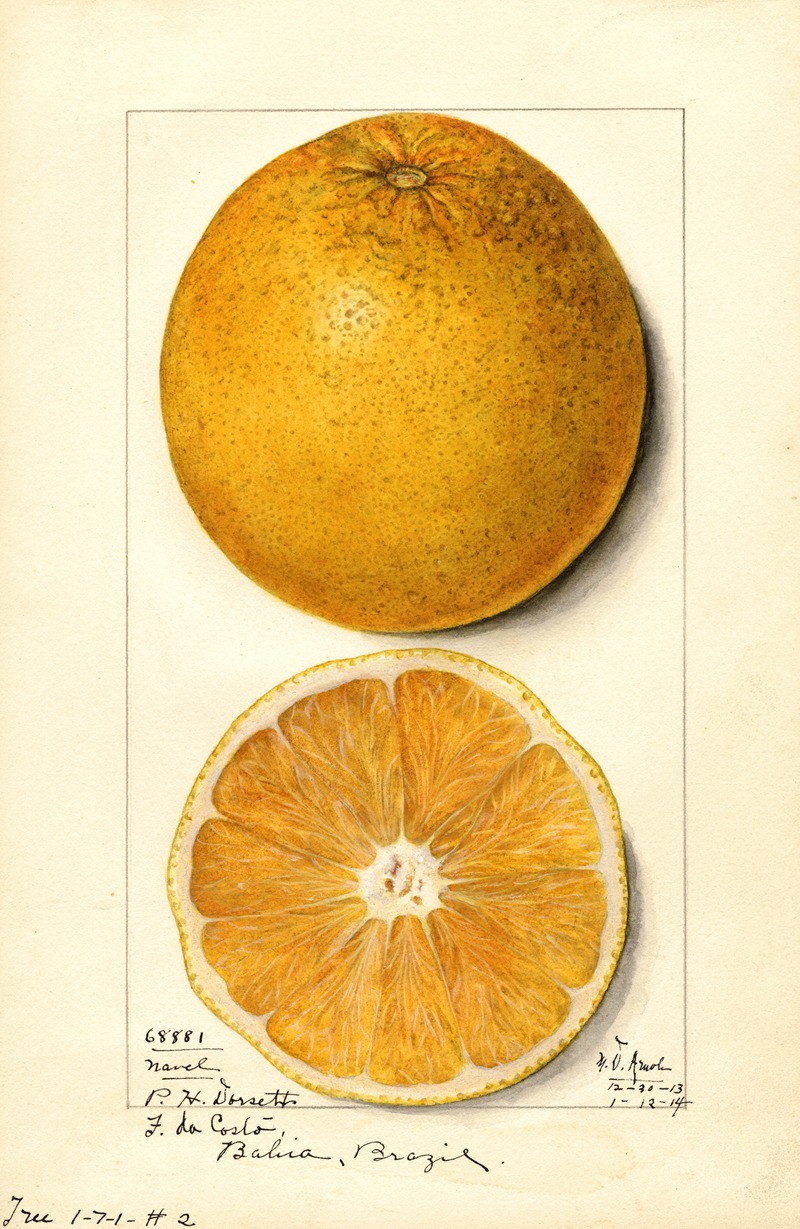 Citrus sinensis: Navel by Mary Daisy Arnold, 1914 — digital art print download
