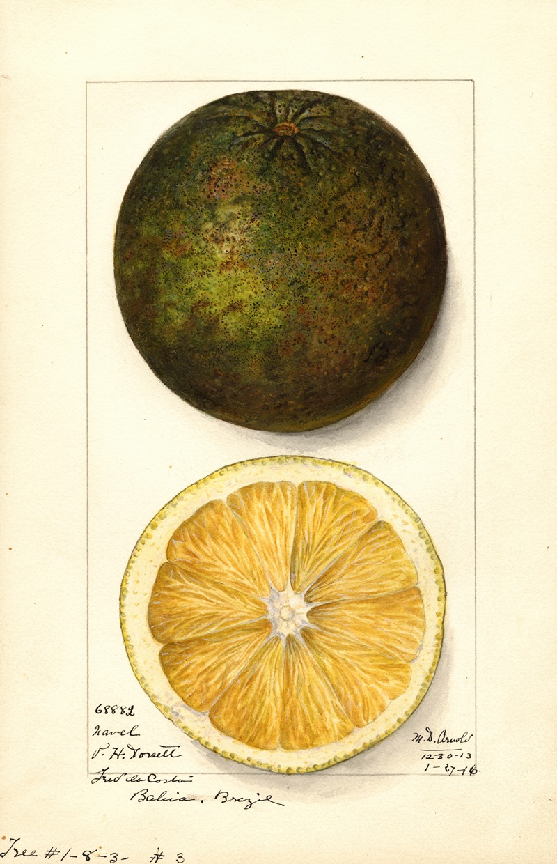 Citrus sinensis: Navel by Mary Daisy Arnold, 1914 — digital art print download