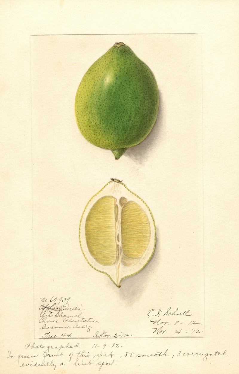 Citrus limon: Eureka by Ellen Isham Schutt, 1912 — digital art print download