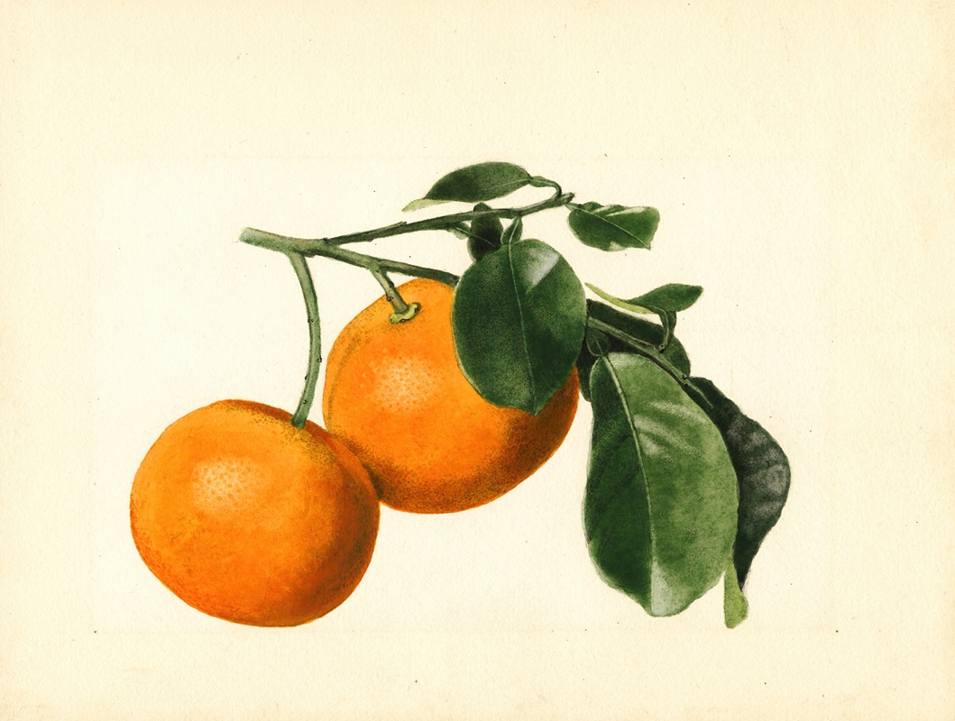 Citrus aurantium: Sour x 2/3 by James Marion Shull, 1923 — digital art print download