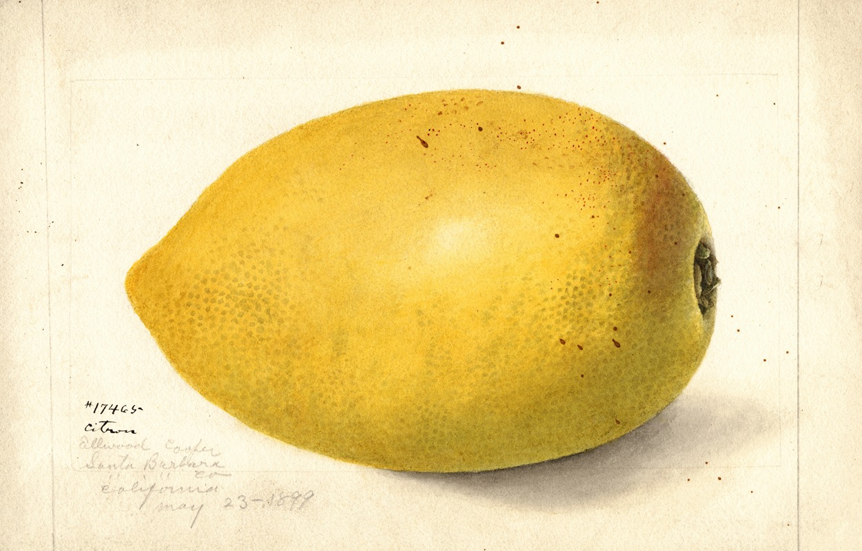 Citrus medica by Аноним, 1899 — digital art print download