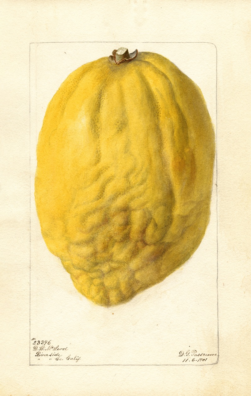 Citrus medica by Дебора Гриском Пассмор, 1901 — digital art print download
