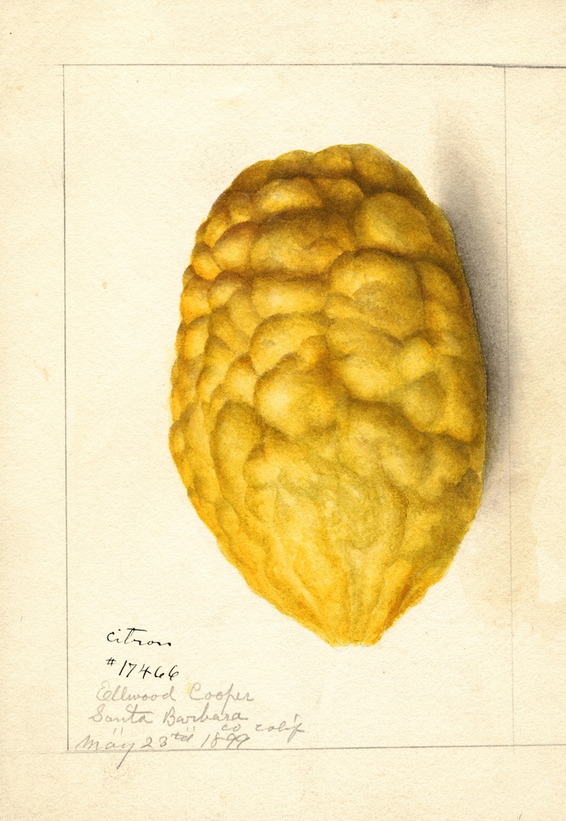 Citrus medica by Аноним, 1899 — digital art print download