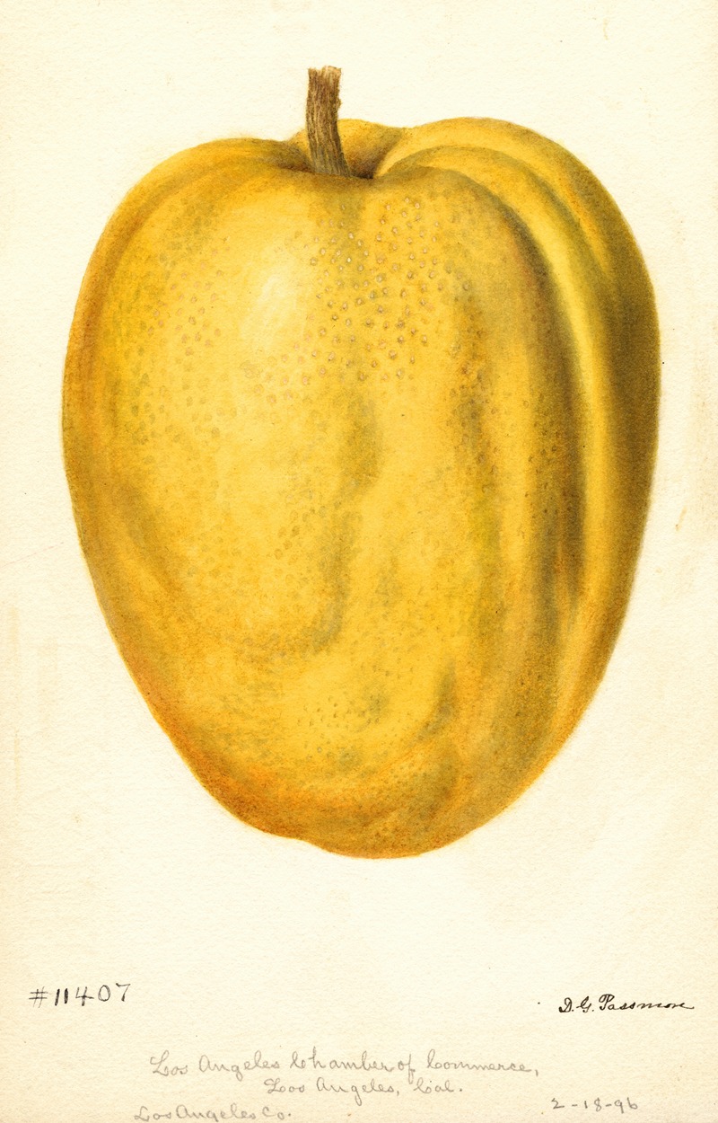 Citrus medica: Citron of Commerce — Deborah Griscom Passmore