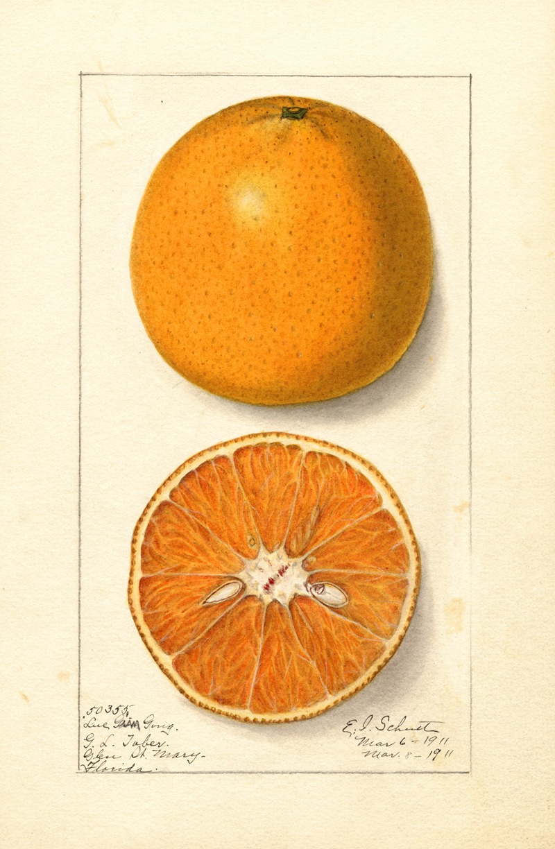 Citrus sinensis: Lue Gim Gong — Ellen Isham Schutt