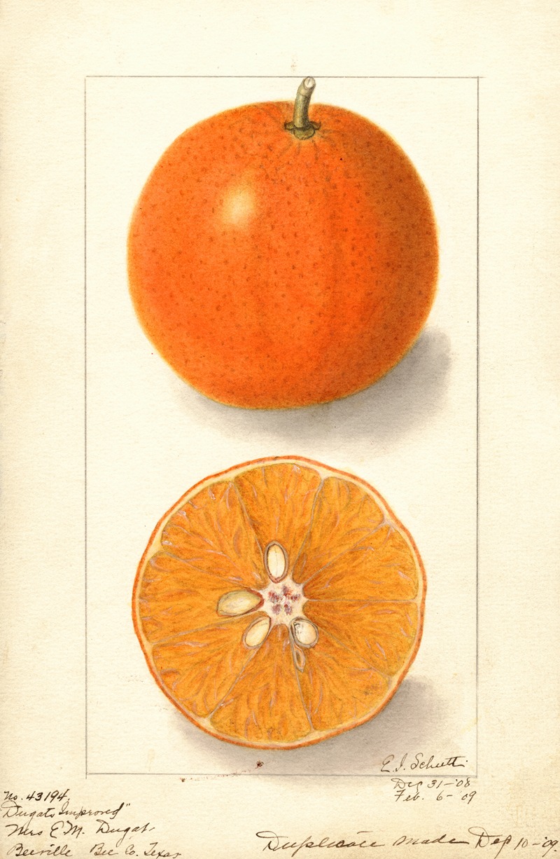 Citrus sinensis: Dugats Improved by Ellen Isham Schutt, 1909 — digital art print download
