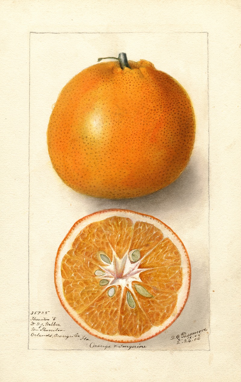 Citrus sinensis: Thornton No by Дебора Гриском Пассмор, 1906 — digital art print download