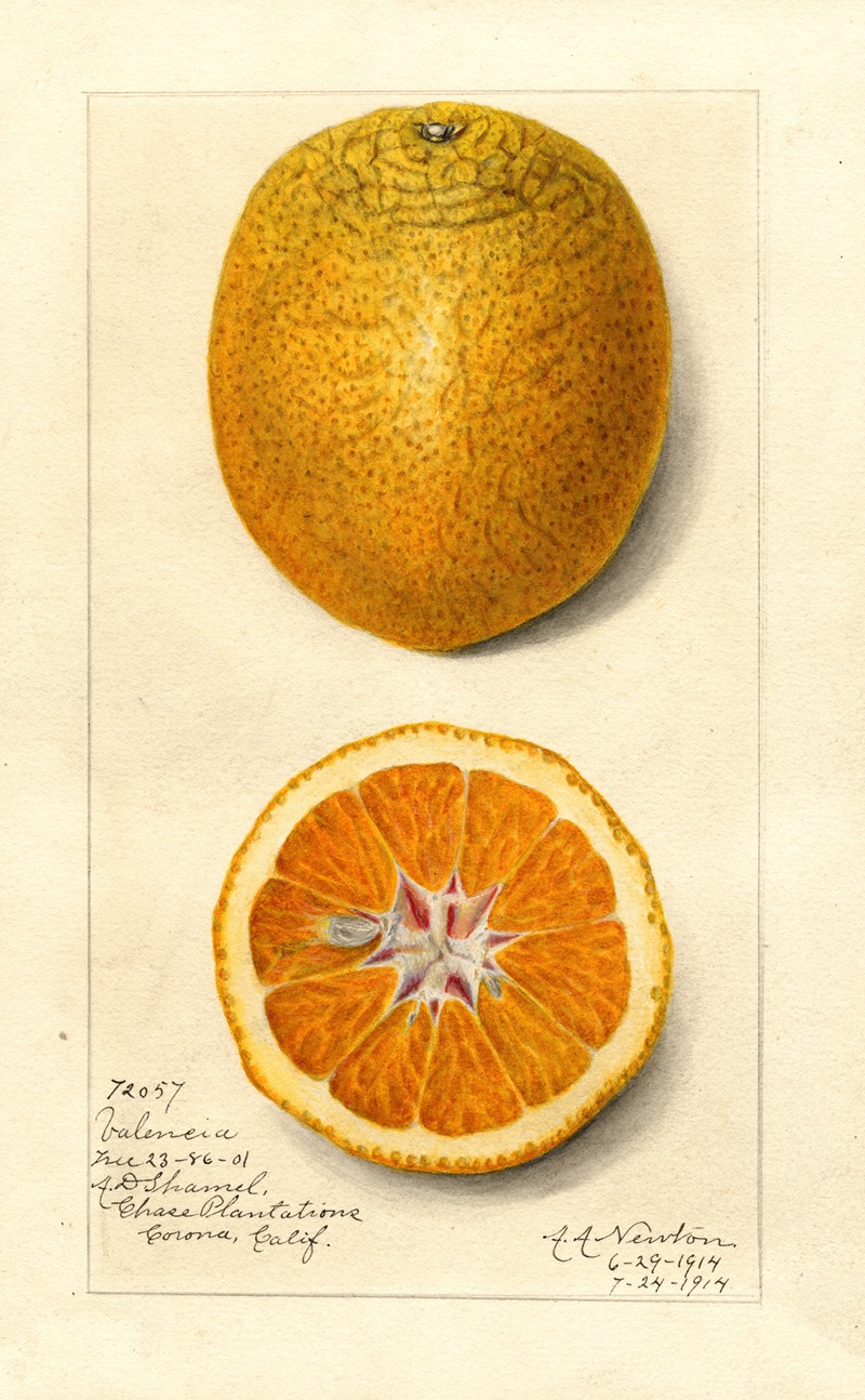 Citrus sinensis: Valencia by Amanda Almira Newton, 1914 — digital art print download
