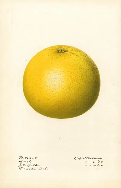 Citrus paradisi: Marsh by Royal Charles Steadman, 1919 — digital art print download