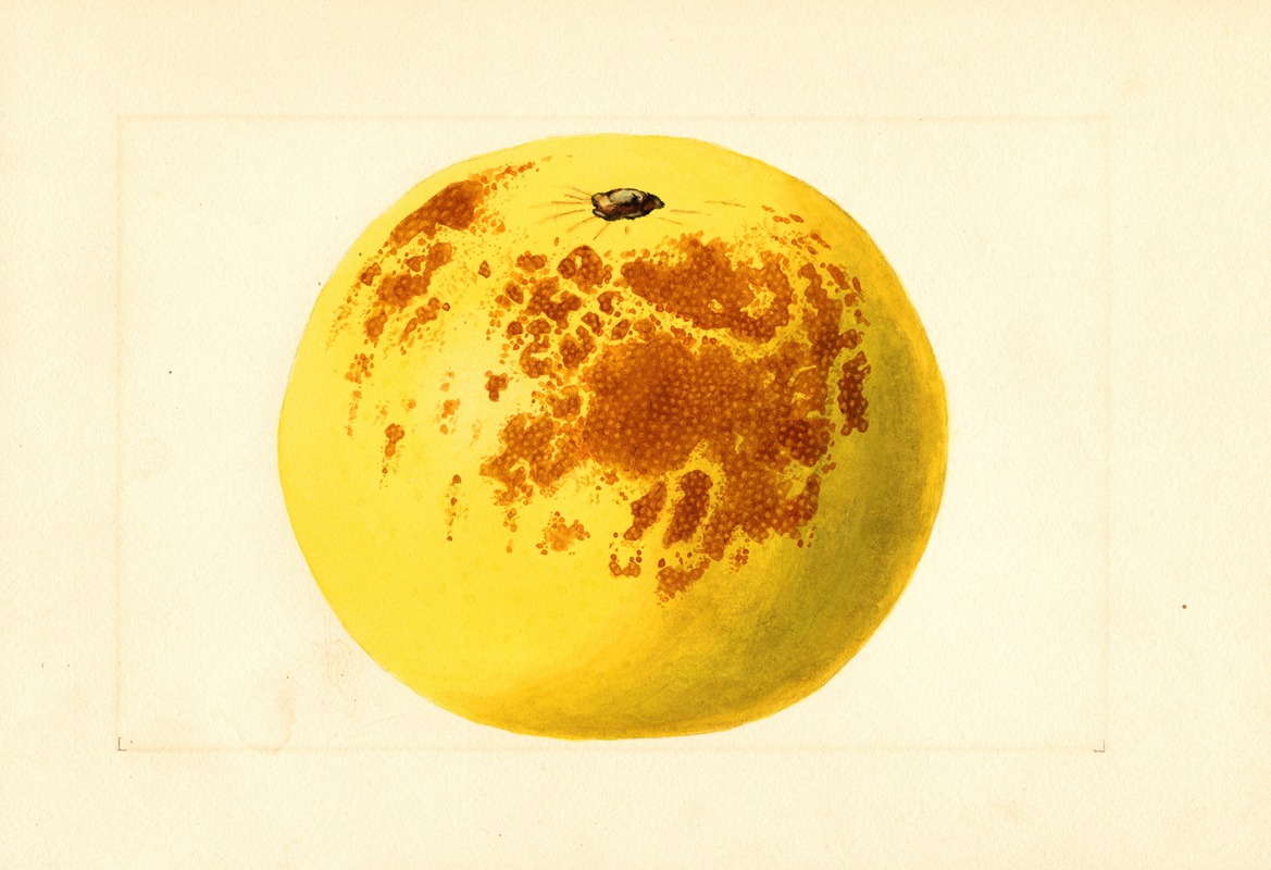 Citrus paradisi by James Marion Shull, 1911 — digital art print download