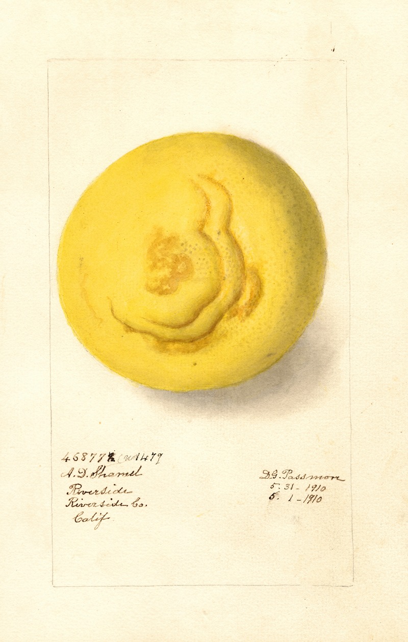 Citrus paradisi by Дебора Гриском Пассмор, 1910 — digital art print download