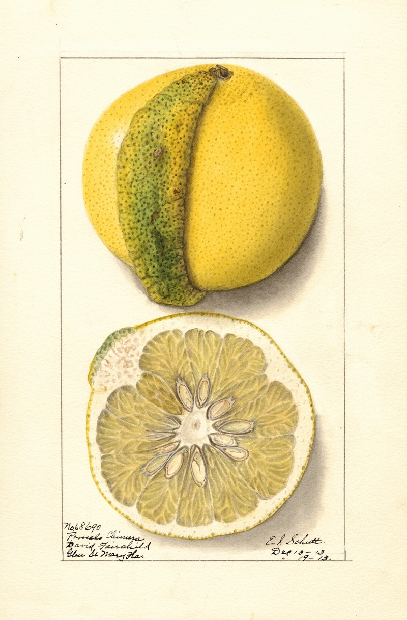 Citrus paradisi: Chimera by Ellen Isham Schutt, 1913 — digital art print download