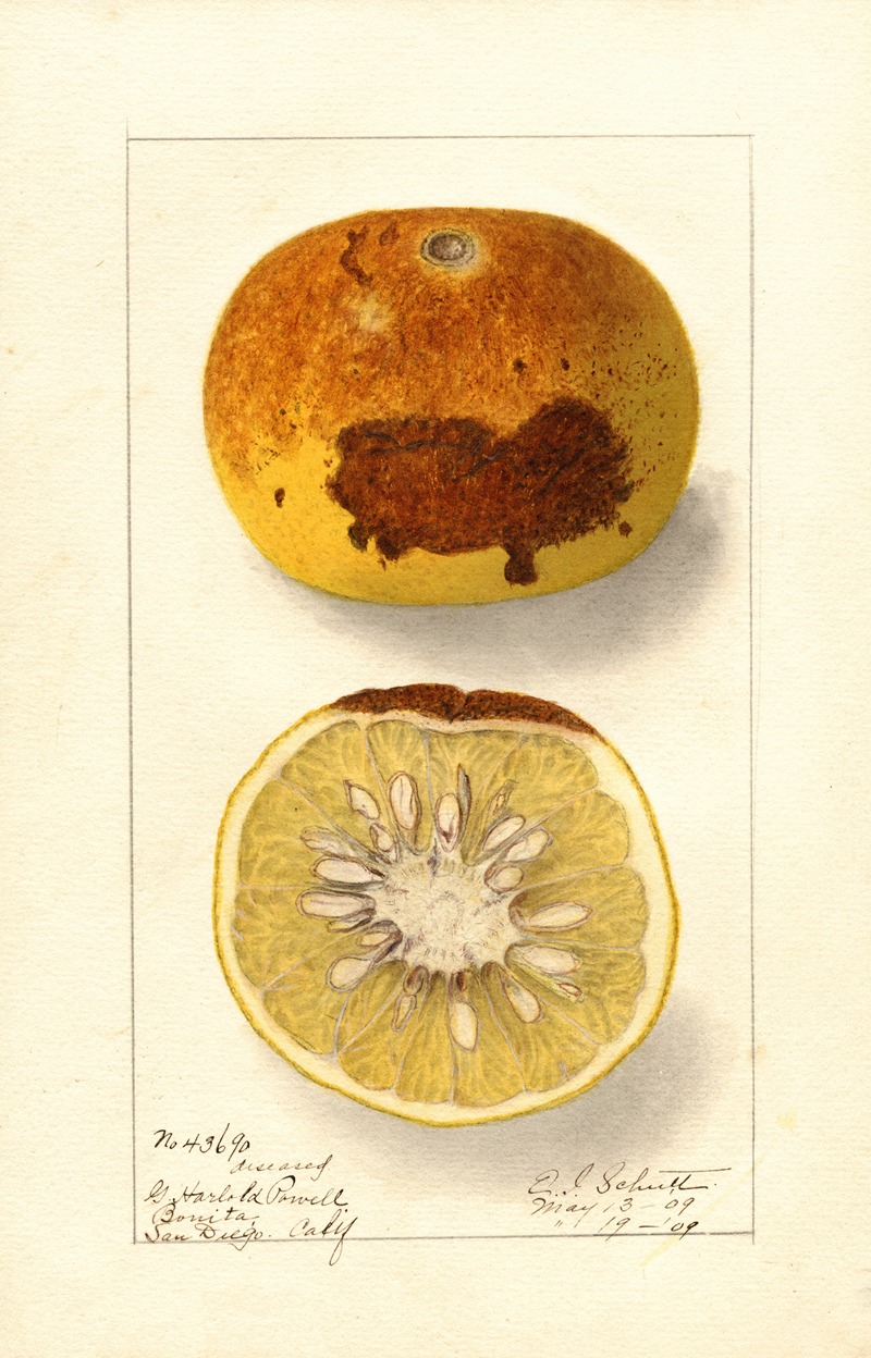Citrus paradisi by Ellen Isham Schutt, 1909 — digital art print download