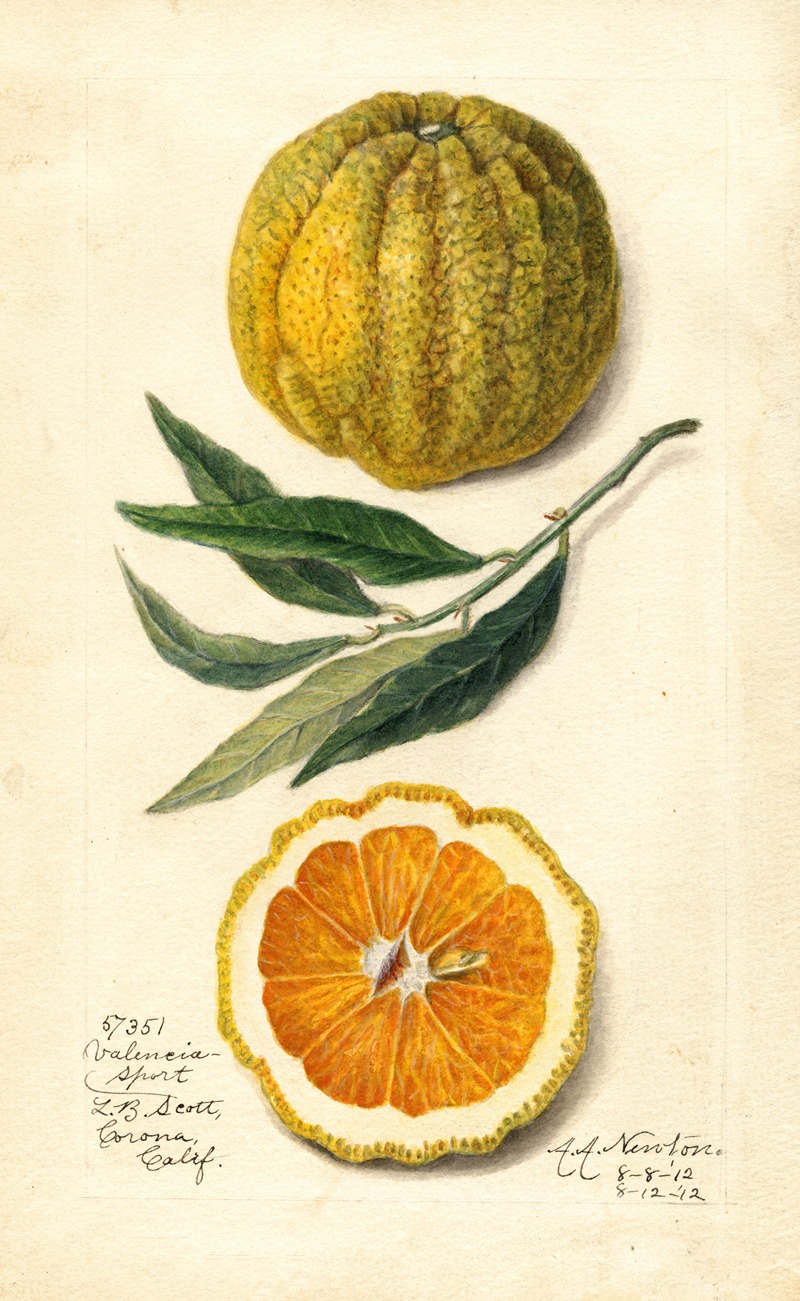 Citrus sinensis: Valencia by Amanda Almira Newton, 1912 — digital art print download