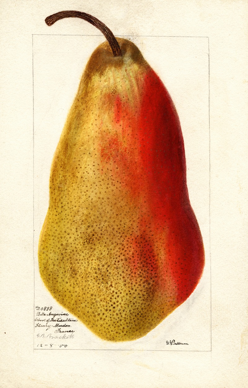 Pyrus communis: Belle Angevine by Дебора Гриском Пассмор, 1900 — digital art print download