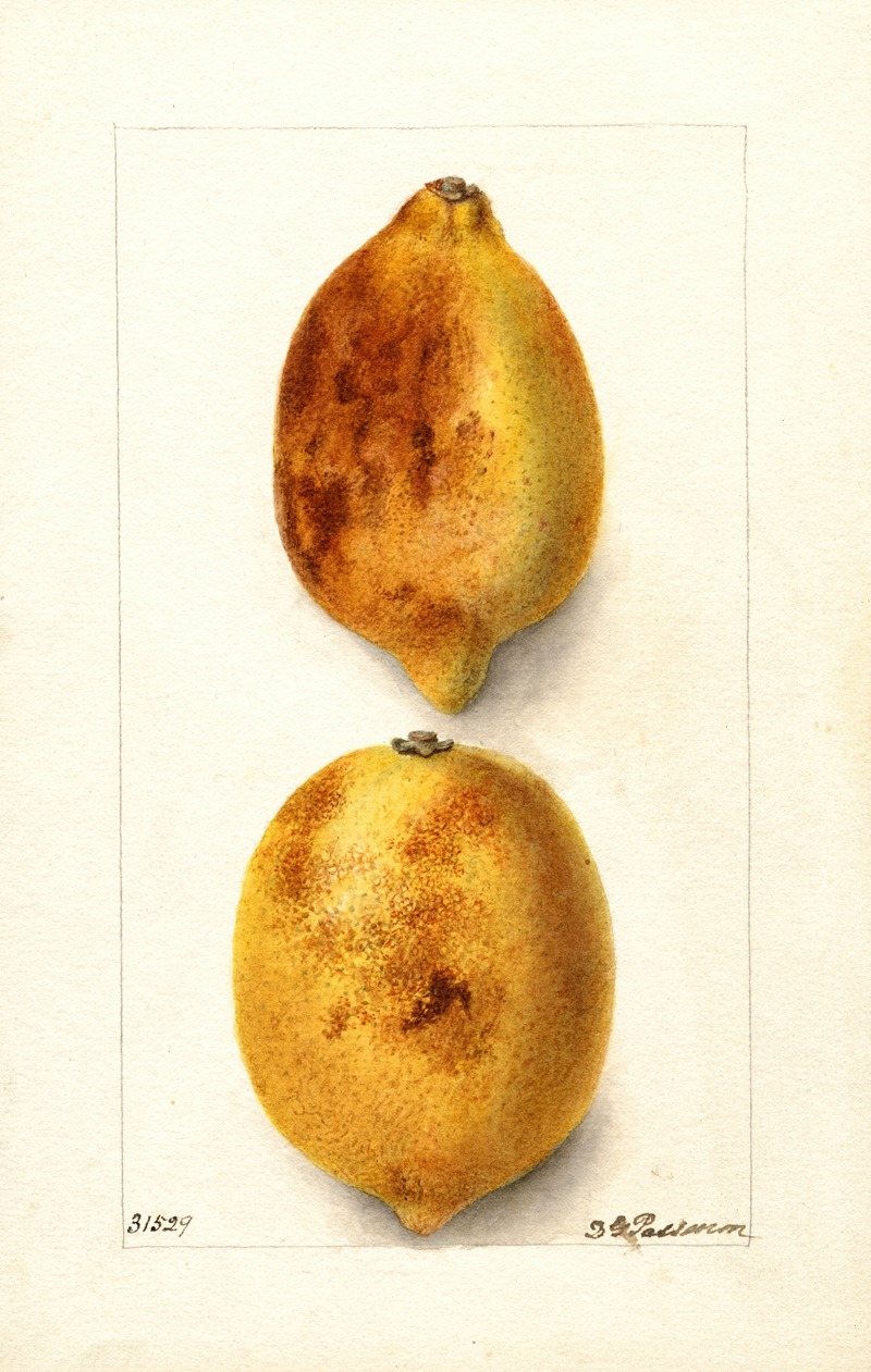 Citrus limon by Deborah Griscom Passmore, 1904 — digital art print download