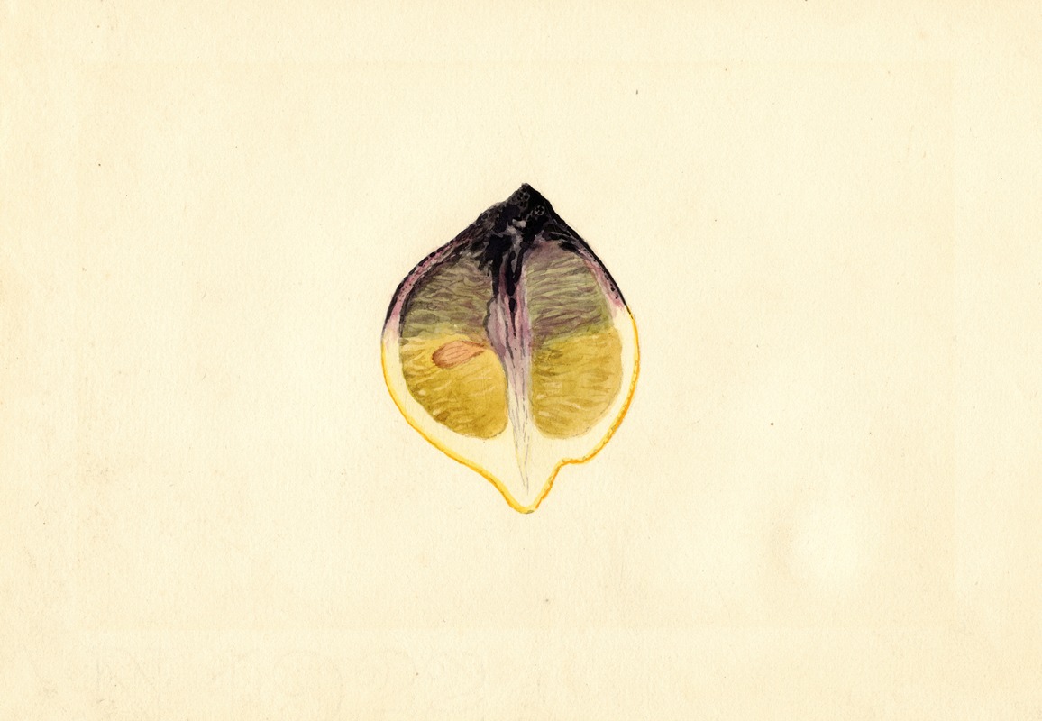 Citrus limon by James Marion Shull, 1928 — digital art print download