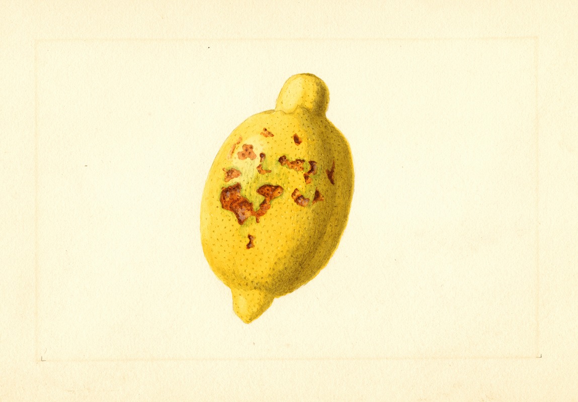 Citrus limon by James Marion Shull, 1911 — digital art print download
