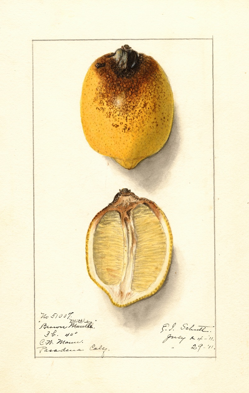 Citrus limon by Ellen Isham Schutt, 1911 — digital art print download