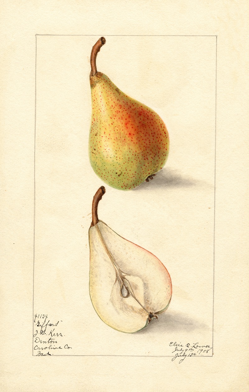 Pyrus communis: Giffard by Elsie E. Lower, 1908 — digital art print download
