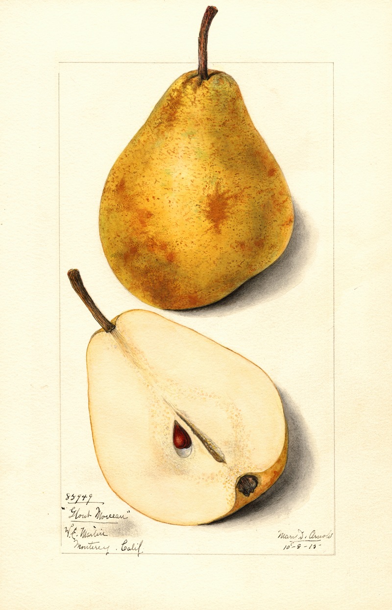 Pyrus communis: Glout Morceau by Mary Daisy Arnold, 1915 — digital art print download