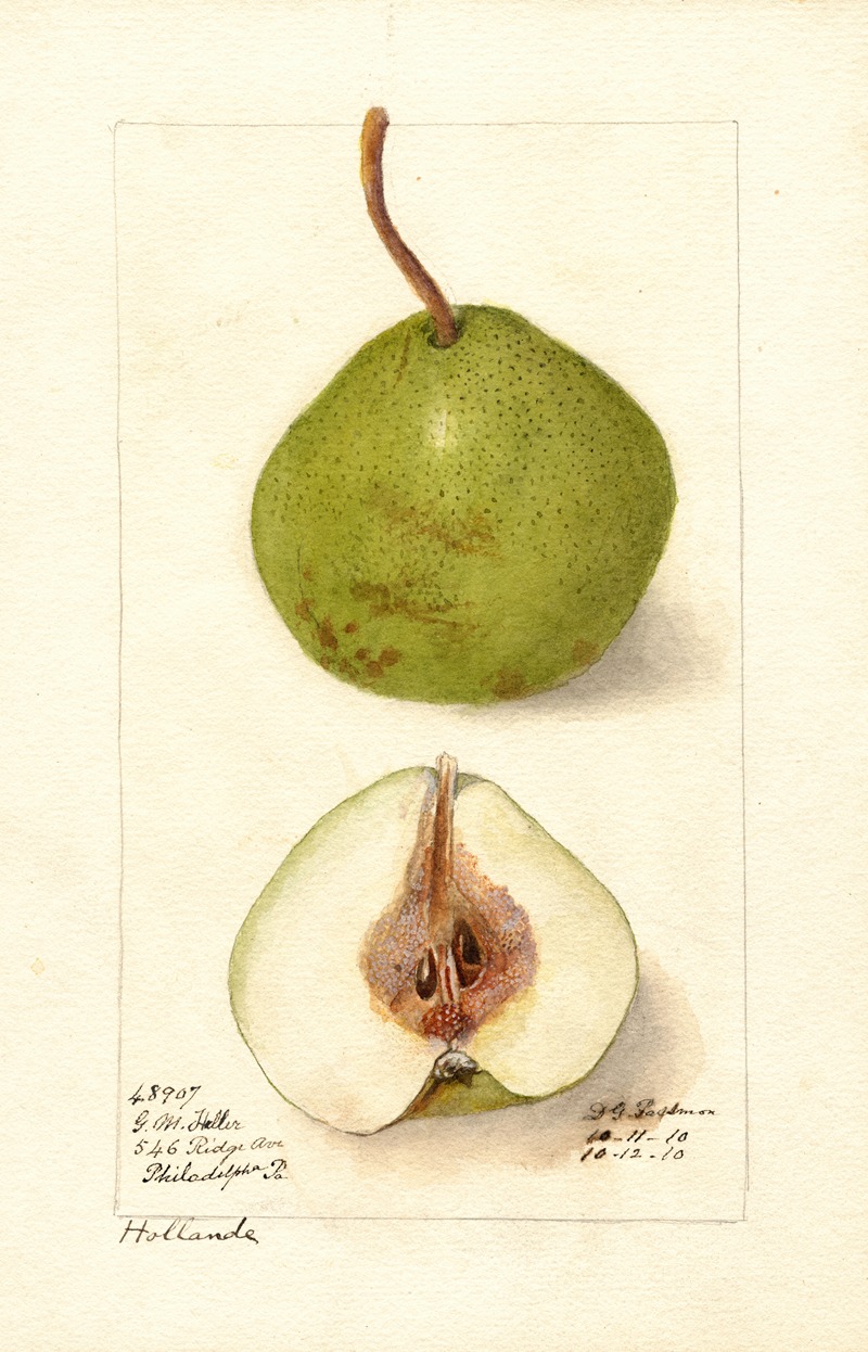 Pyrus communis: Holland by Дебора Гриском Пассмор, 1910 — digital art print download