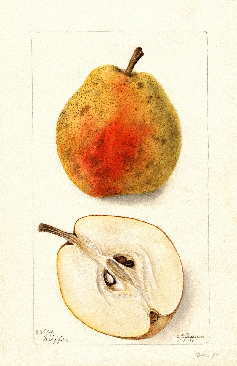 Pyrus communis: Kieffer by Дебора Гриском Пассмор, 1901 — digital art print download
