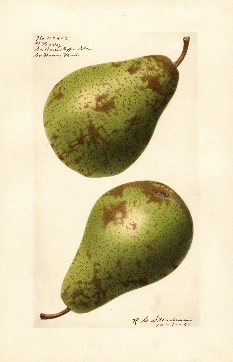 Pyrus communis: P by Royal Charles Steadman, 1921 — digital art print download
