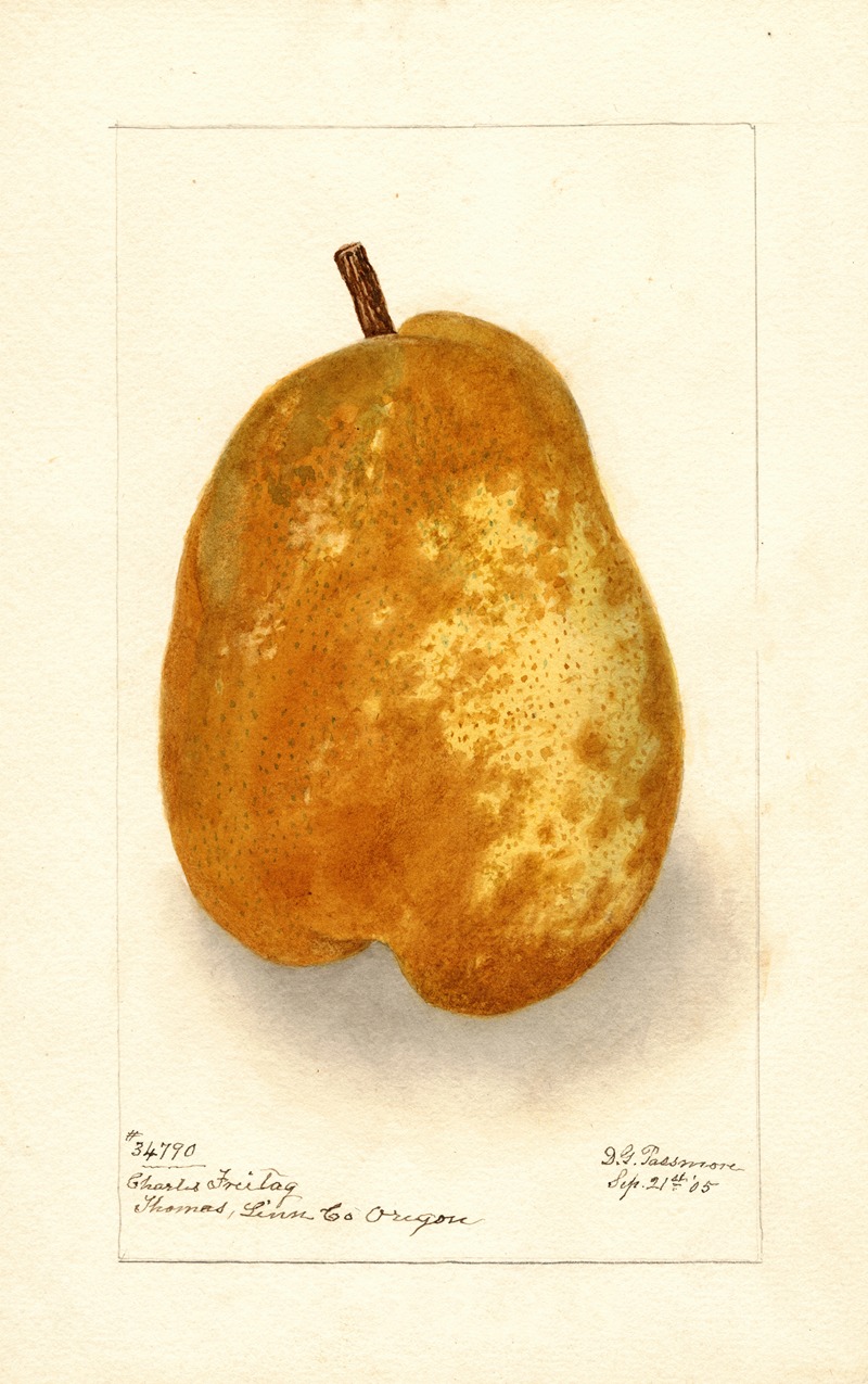 Pyrus communis: Souvenir du Congress — Дебора Гриском Пассмор