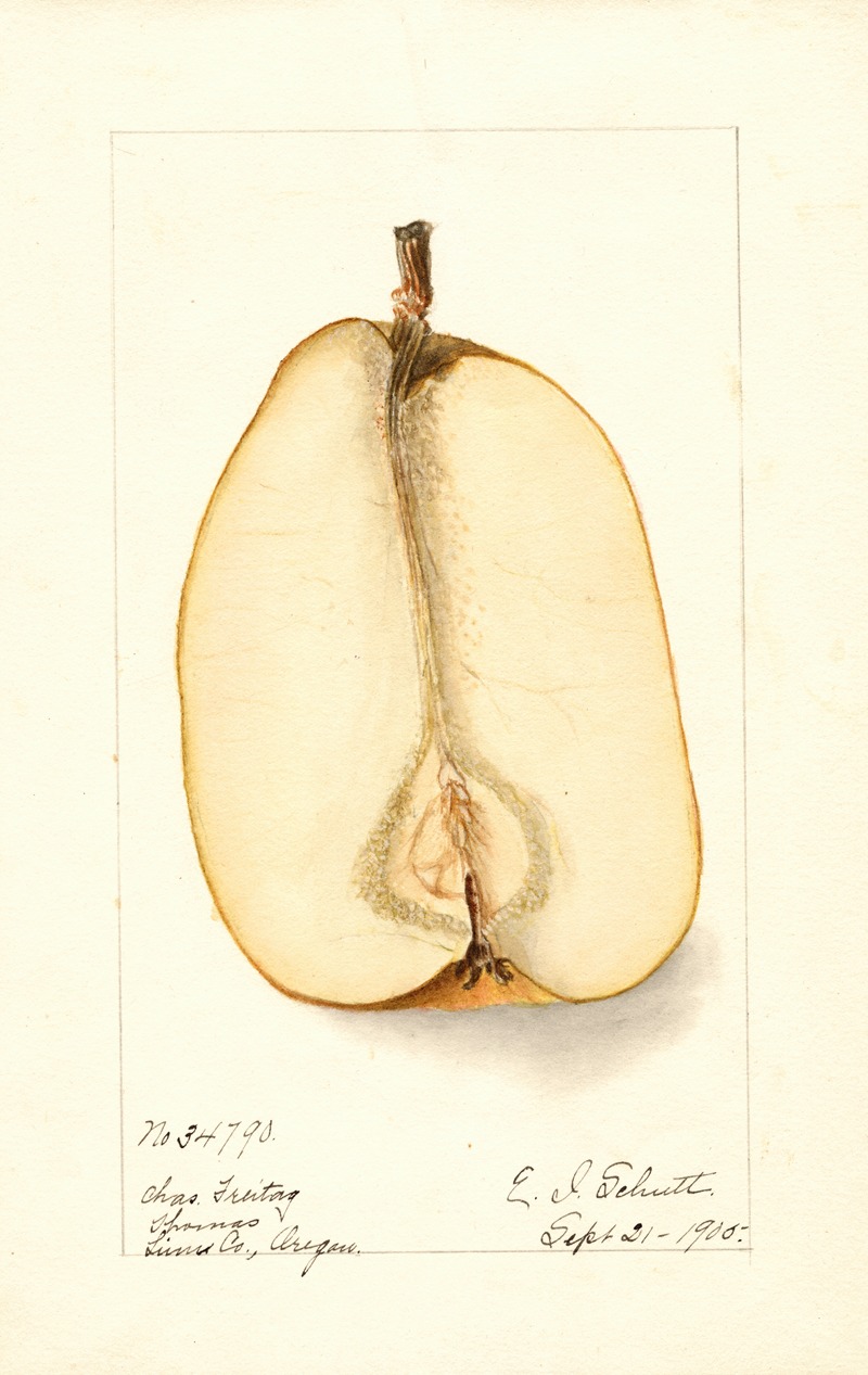 Pyrus communis: Souvenir du Congress — Дебора Гриском Пассмор