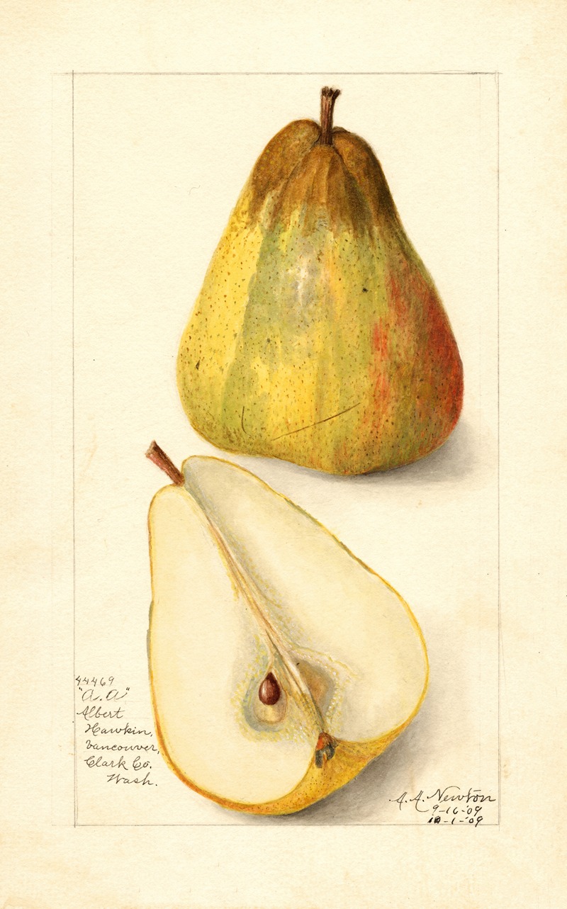 Pyrus communis: Souvenir du Congress by Amanda Almira Newton, 1909 — digital art print download