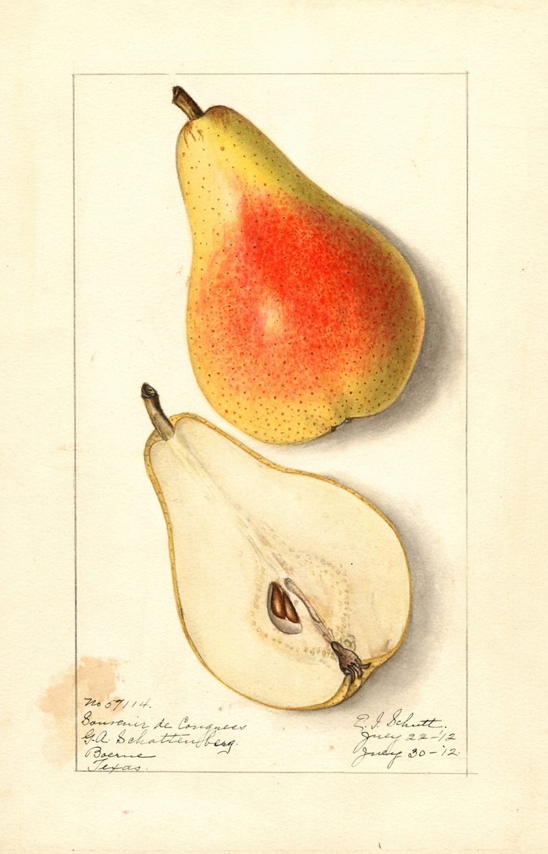 Pyrus communis: Souvenir du Congress by Ellen Isham Schutt, 1912 — digital art print download