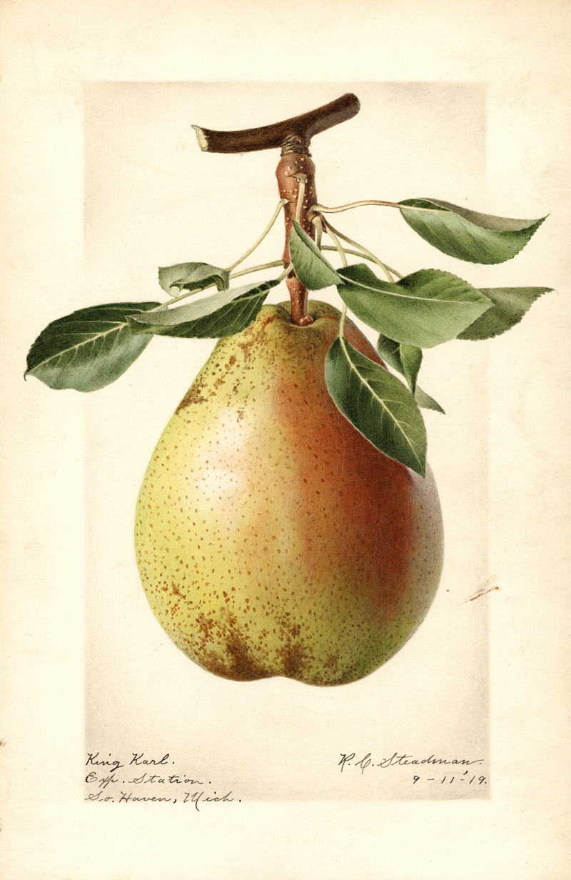 Pyrus communis: King Karl by Royal Charles Steadman, 1919 — digital art print download
