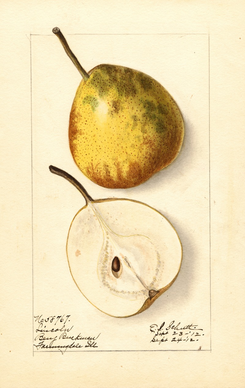 Pyrus communis: Lincoln by Ellen Isham Schutt, 1912 — digital art print download