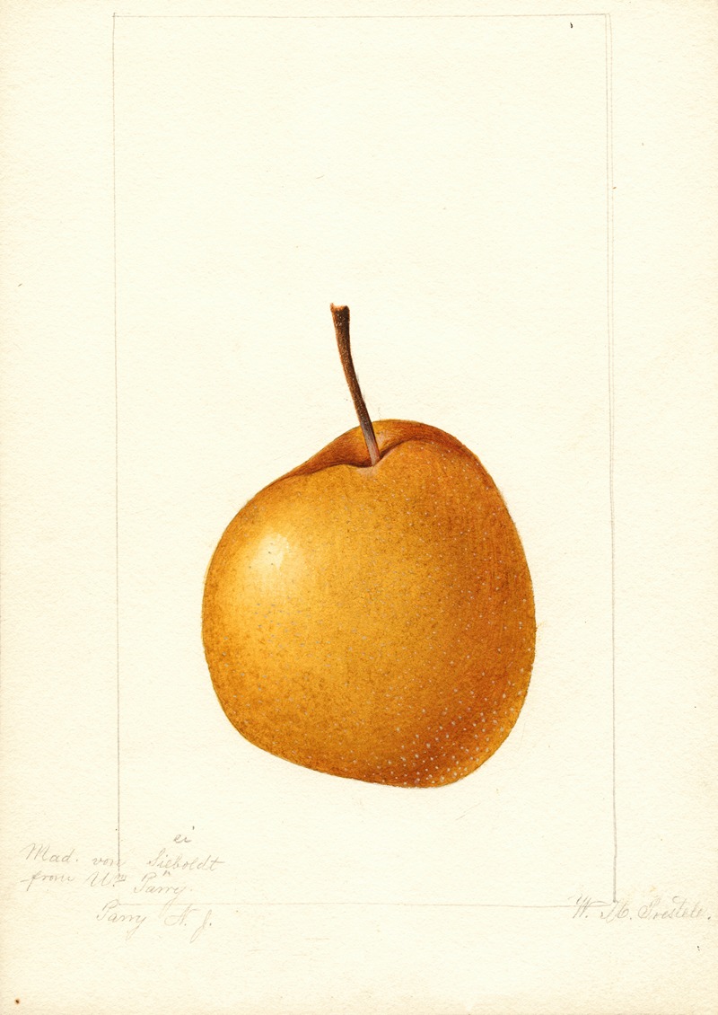 Pyrus communis: Madam von Seiboldt — William Henry Prestele