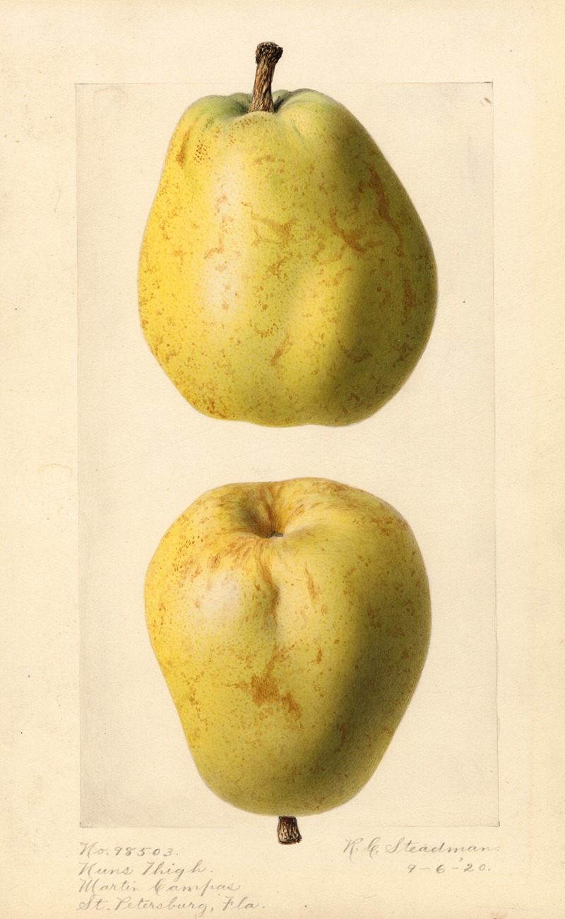 Pyrus communis: Nuns Thigh by Royal Charles Steadman, 1920 — digital art print download