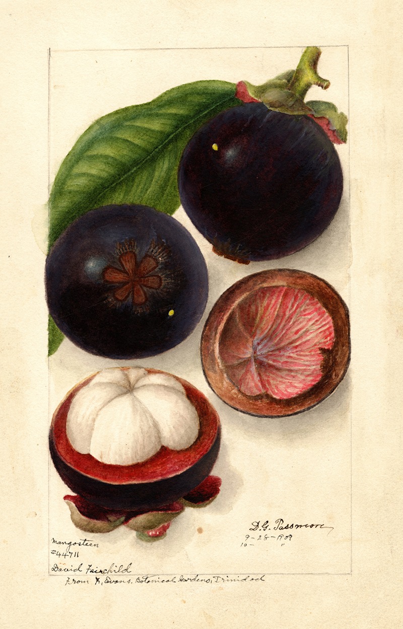 Garcinia mangostana by Дебора Гриском Пассмор, 1909 — digital art print download