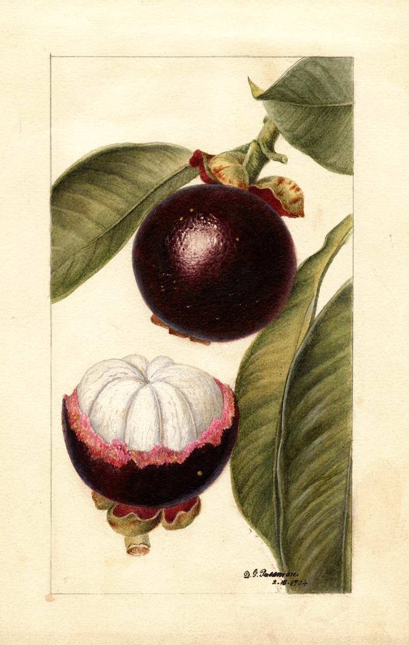 Garcinia mangostana by Дебора Гриском Пассмор, 1904 — digital art print download