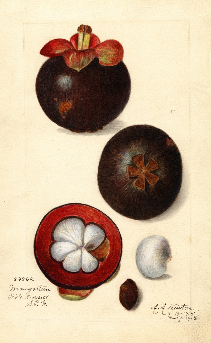Garcinia mangostana by Amanda Almira Newton, 1915 — digital art print download