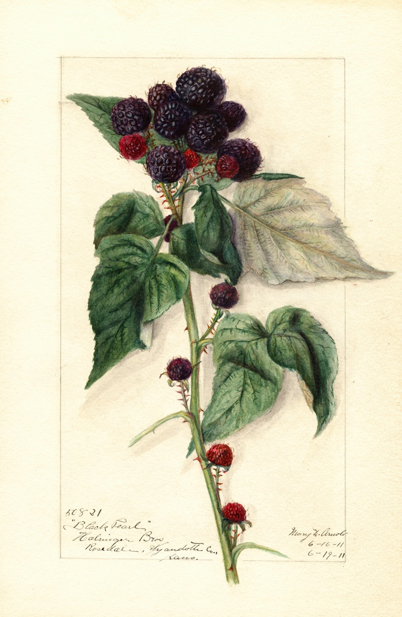 Rubus: Black Pearl by Mary Daisy Arnold, 1911 — digital art print download