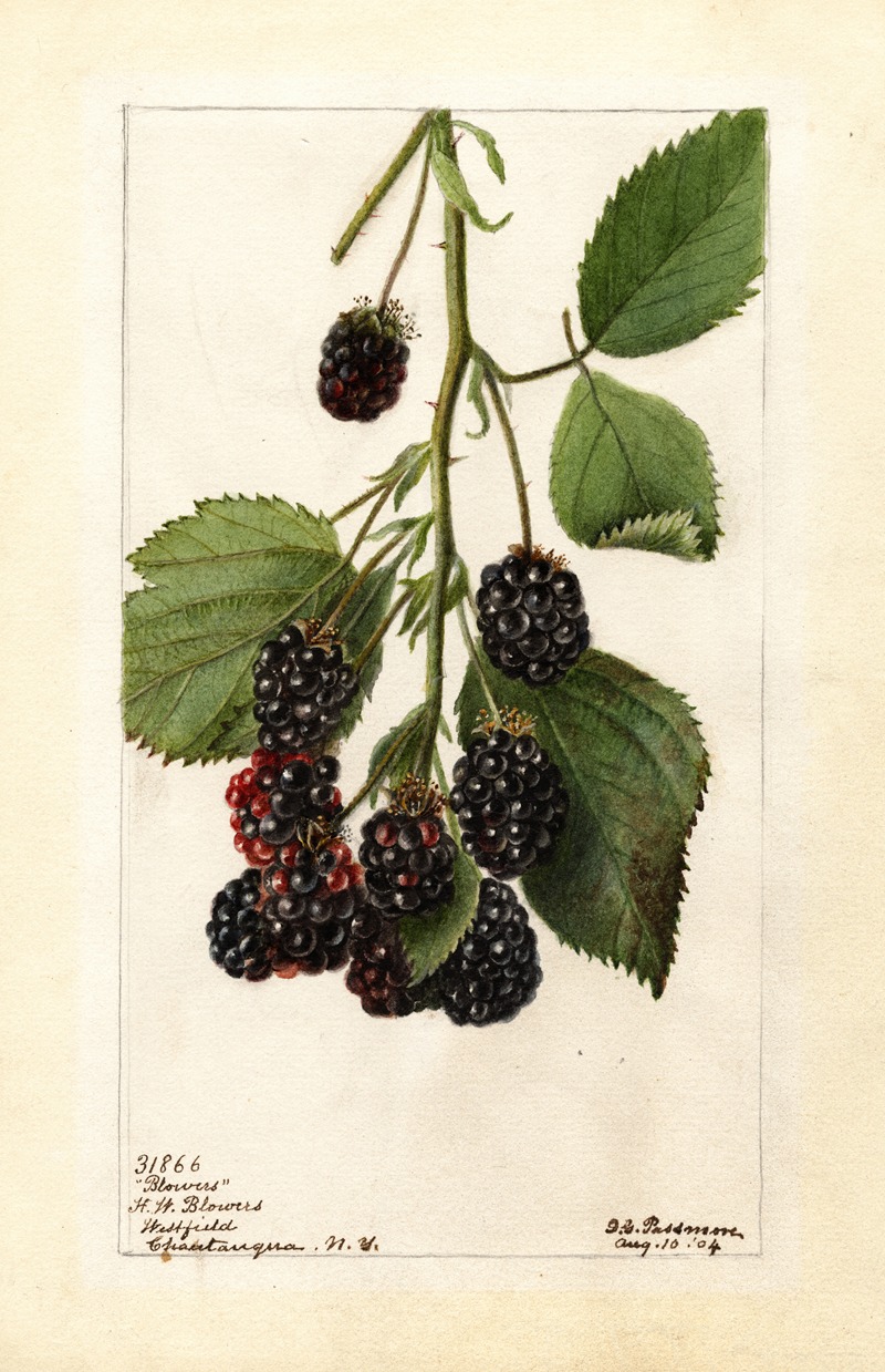 Rubus: Blowers by Дебора Гриском Пассмор, 1904 — digital art print download