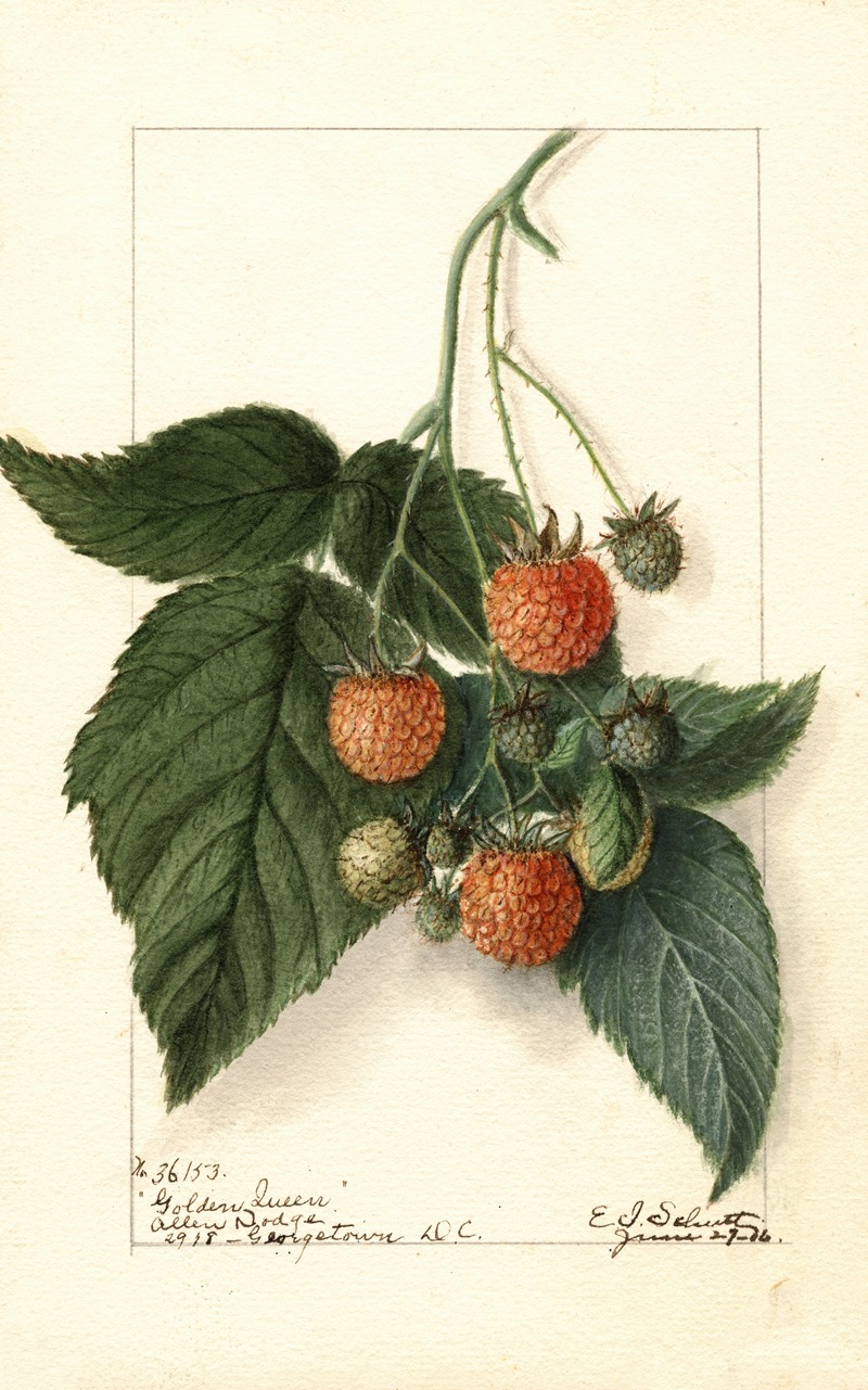 Rubus: Golden Queen by Ellen Isham Schutt, 1916 — digital art print download