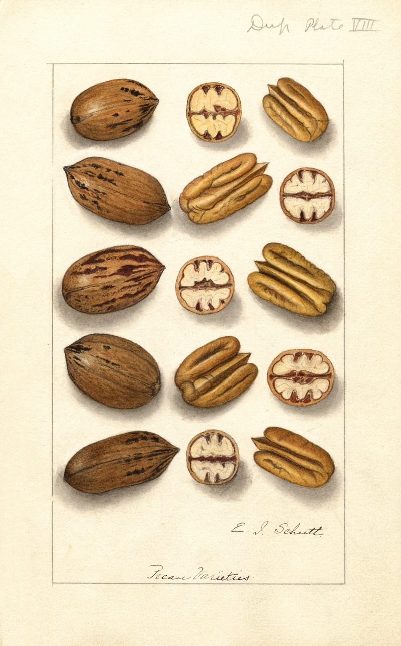 Carya illinoinensis by Ellen Isham Schutt — digital art print download