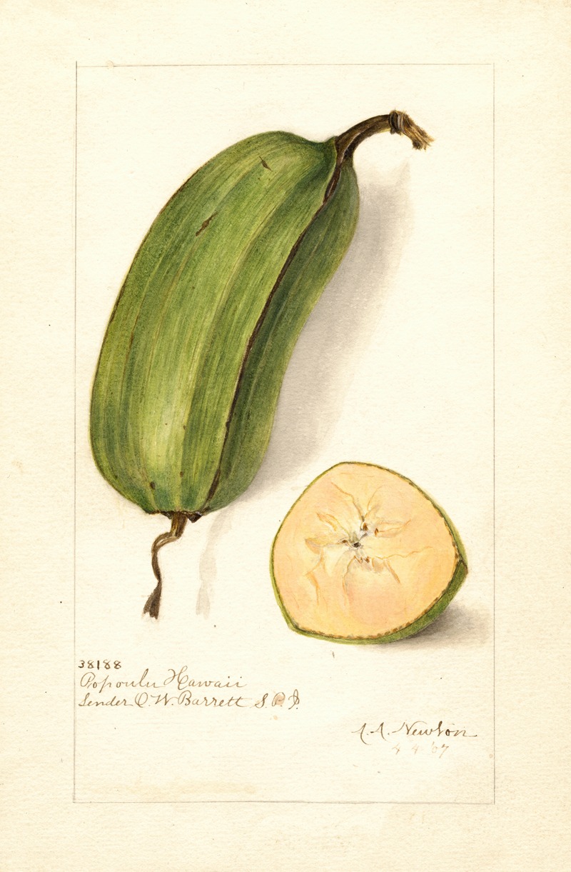 Musa: Popoulu Hawaii by Amanda Almira Newton, 1907 — digital art print download