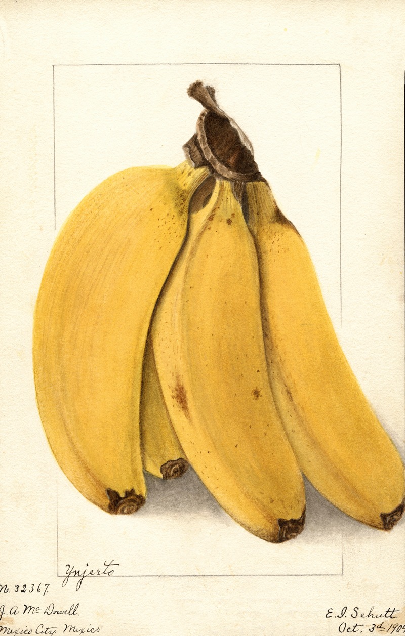 Musa: Yenjerto by Ellen Isham Schutt, 1904 — digital art print download